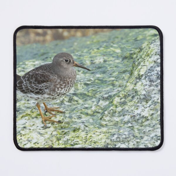 Item preview, Purple Sandpiper designed and sold by LaurenTucker.
