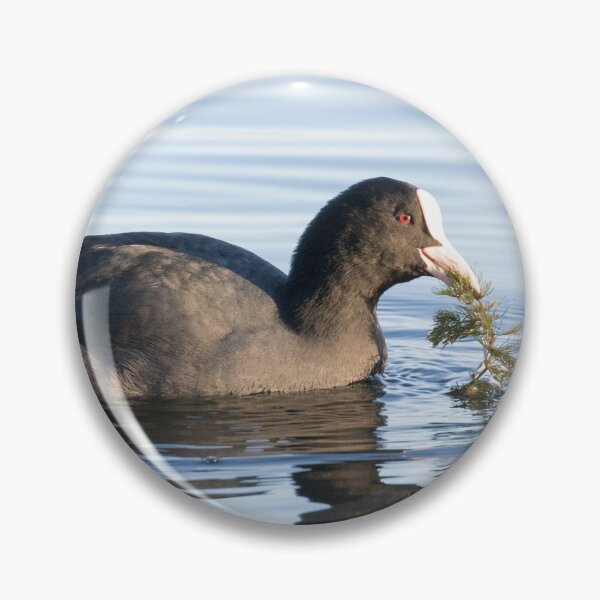 Item preview, Coot designed and sold by LaurenTucker.