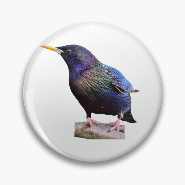 Item preview, Chubby European Starling designed and sold by VarietyYOU.