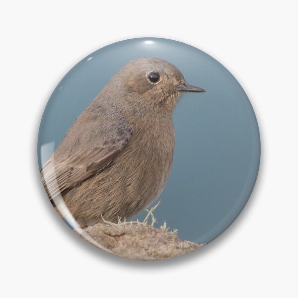 Item preview, Black Redstart designed and sold by LaurenTucker.