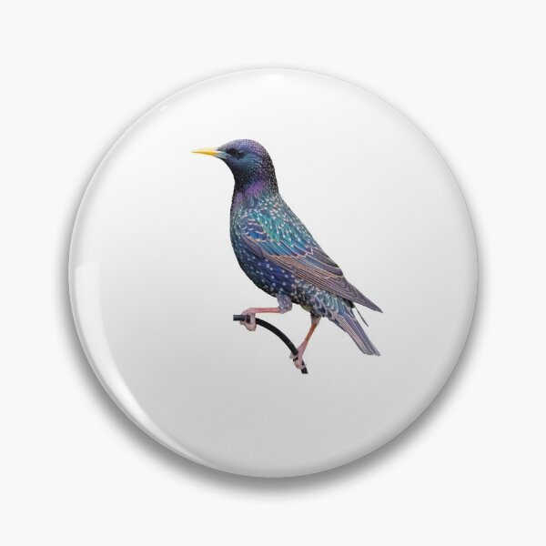 Item preview, Classy European Starling designed and sold by VarietyYOU.