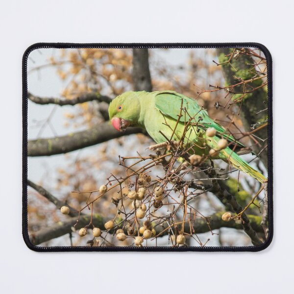 Item preview, Ring Necked Parakeet designed and sold by LaurenTucker.