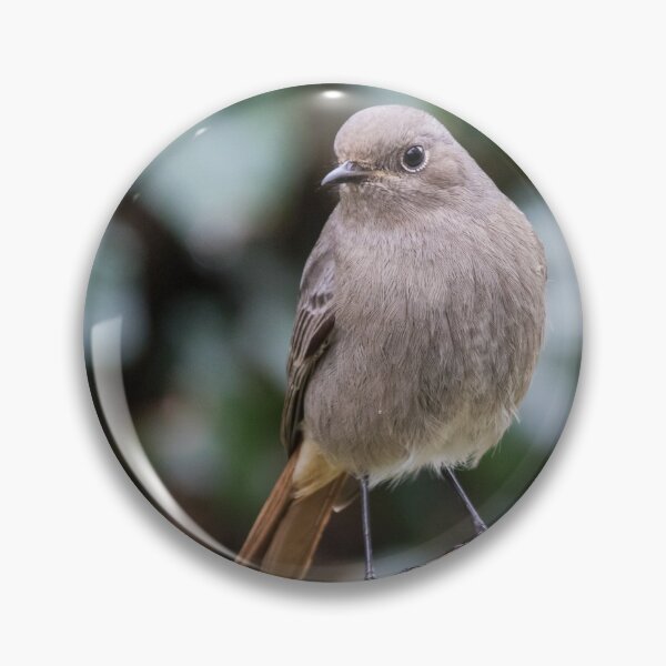 Item preview, Black Redstart designed and sold by LaurenTucker.
