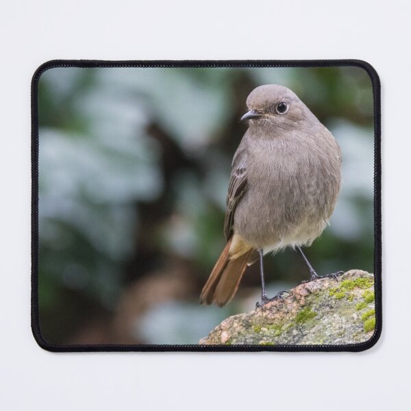Item preview, Black Redstart designed and sold by LaurenTucker.