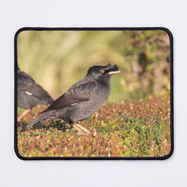 Item preview, Crested Myna designed and sold by LaurenTucker.