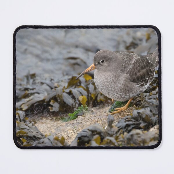 Item preview, Purple Sandpiper designed and sold by LaurenTucker.