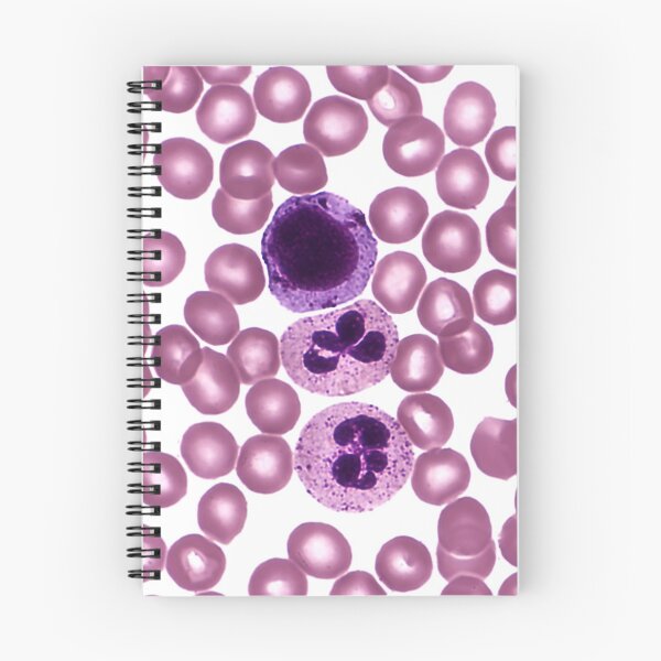 Item preview, Red and White Blood Cells, LM designed and sold by ScienceSource.