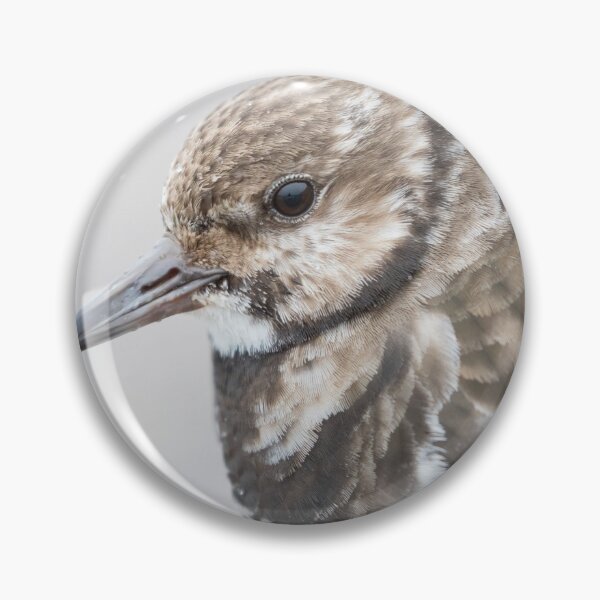 Item preview, Turnstone designed and sold by LaurenTucker.