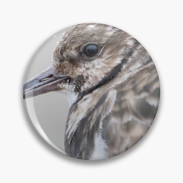 Item preview, Turnstone designed and sold by LaurenTucker.