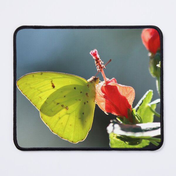 Item preview, Cloudless Sulphur designed and sold by Olivia Plasencia.
