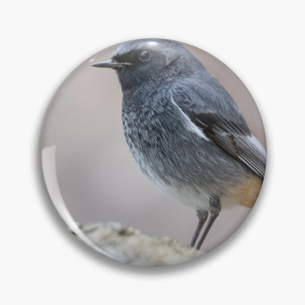 Item preview, Black Redstart designed and sold by LaurenTucker.