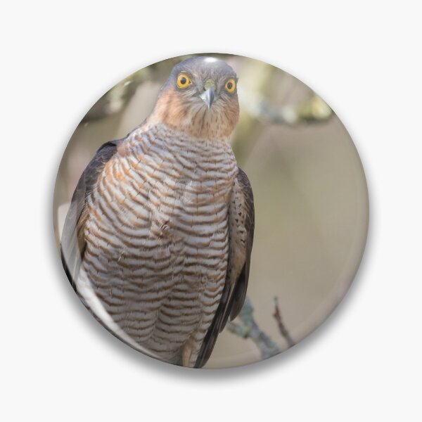 Item preview, Sparrowhawk designed and sold by LaurenTucker.