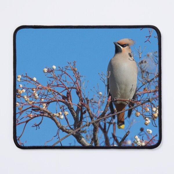 Item preview, Waxwing designed and sold by LaurenTucker.