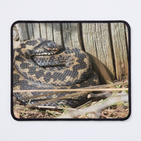 Item preview, Adder designed and sold by LaurenTucker.