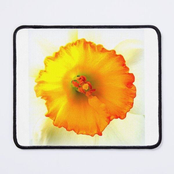 Item preview, Daffodil closeup designed and sold by angel1.