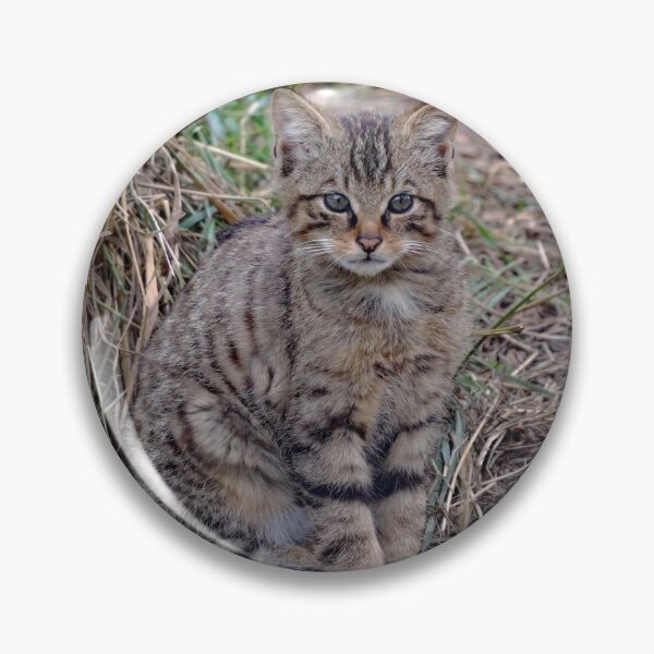 Item preview, An Adorable Scottish Wildcat Kitten designed and sold by Karen Thomson.