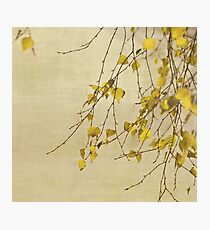 Transformation Photographic Print