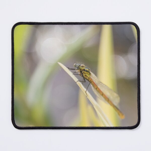 Item preview, Large Red Damselfly designed and sold by LaurenTucker.