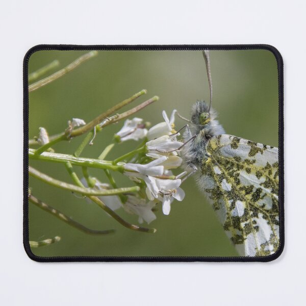 Item preview, Orange Tip Butterfly designed and sold by LaurenTucker.