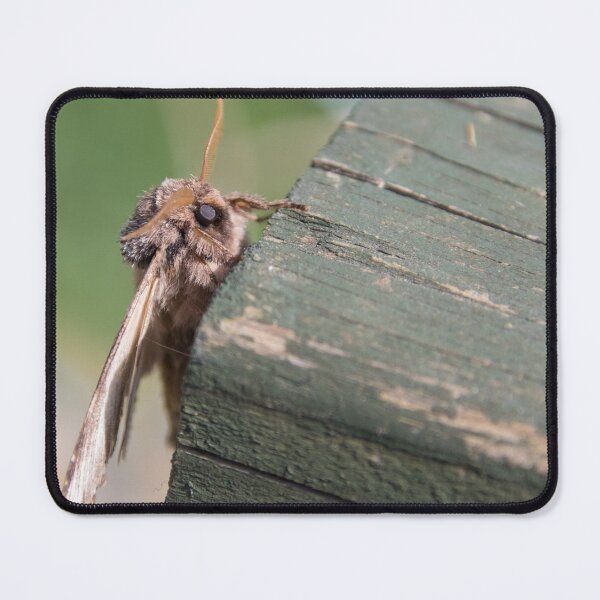 Item preview, Swallow Prominent designed and sold by LaurenTucker.