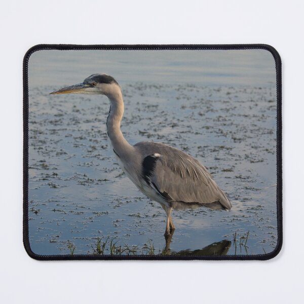 Item preview, Grey Heron stands in a pond designed and sold by RumRagephotos.