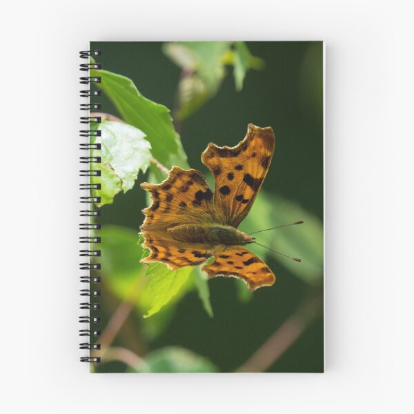 Item preview, Eastern Comma Butterfly on a leaf designed and sold by RumRagephotos.