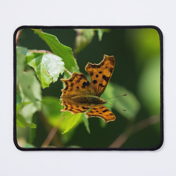 Item preview, Eastern Comma Butterfly on a leaf designed and sold by RumRagephotos.