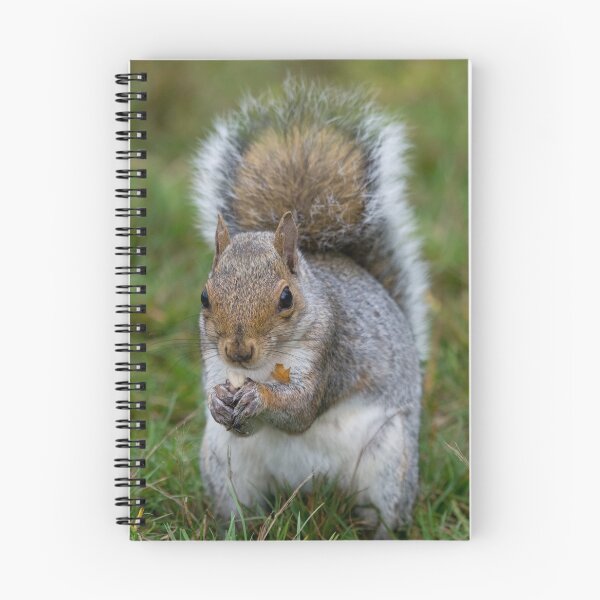 Item preview, Grey squirrel eats a peanut designed and sold by RumRagephotos.