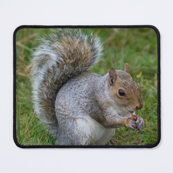 Item preview, Grey squirrel snacks on a peanut designed and sold by RumRagephotos.