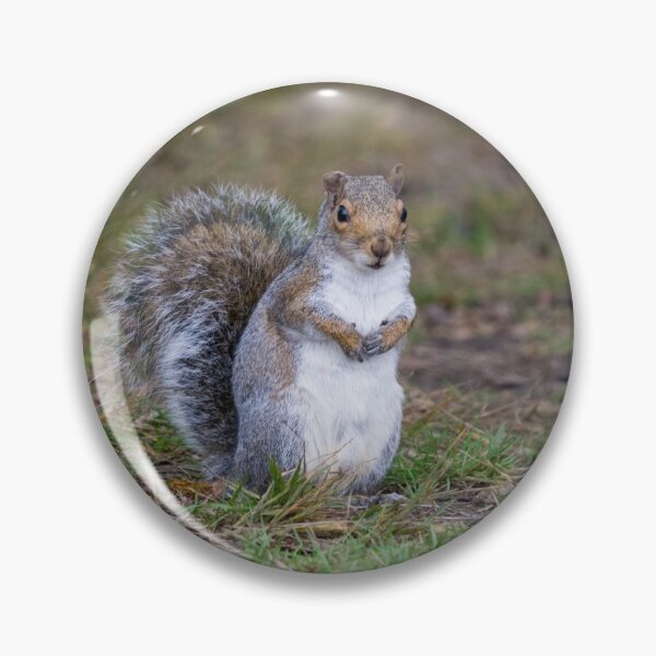Item preview, Grey squirrel sits in the grass designed and sold by RumRagephotos.