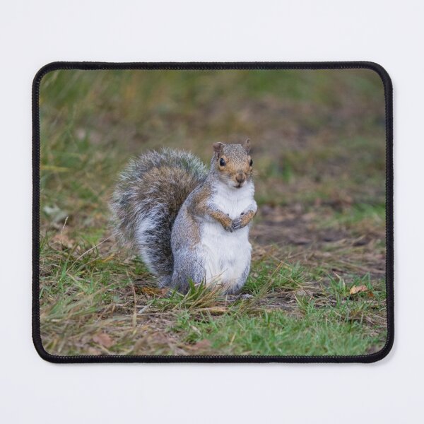 Item preview, Grey squirrel sits in the grass designed and sold by RumRagephotos.