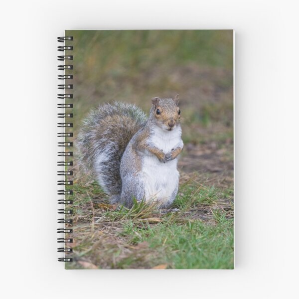 Item preview, Grey squirrel sits in the grass designed and sold by RumRagephotos.