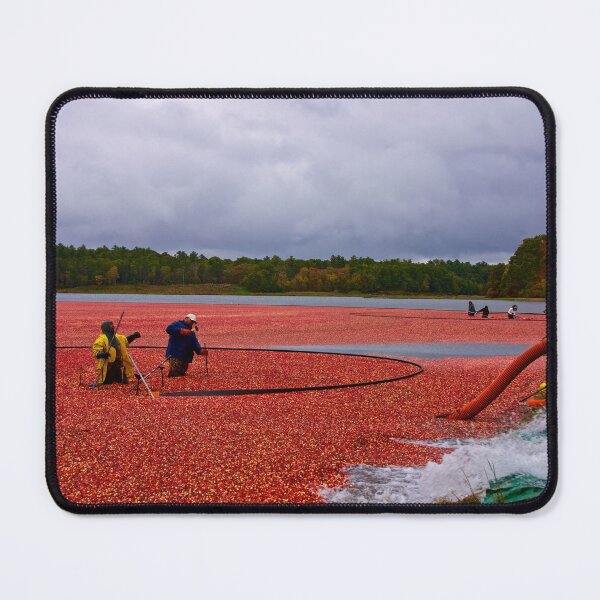 Item preview, Harvesting cranberries for Thanksgiving designed and sold by Nancy Richard.