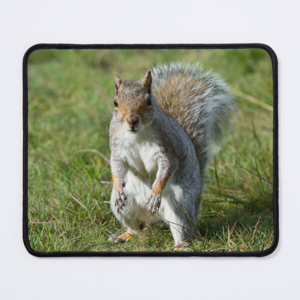 Item preview, A grey squirrel stands in the grass designed and sold by RumRagephotos.