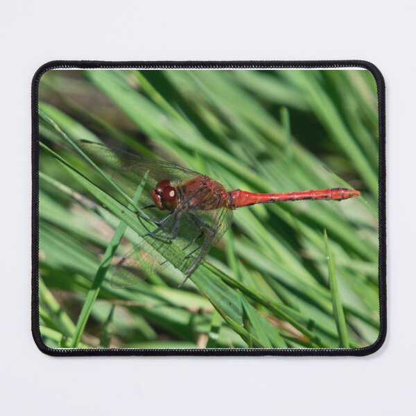 Artikelvorschau, Male Red-Veined Darter Dragonfly holds grass in the wind entworfen und verkauft von RumRagephotos.