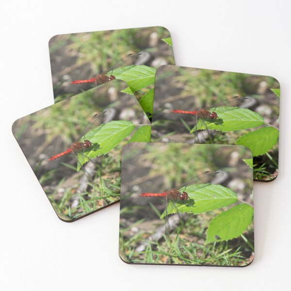 Item preview, Male Red-Veined Darter Dragonfly on a leaf designed and sold by RumRagephotos.