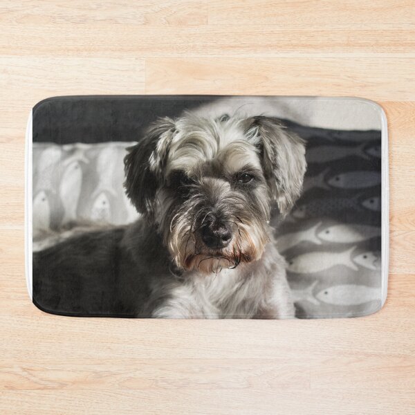 Item preview, Miniature Schnauzer on a grey sofa designed and sold by RumRagephotos.