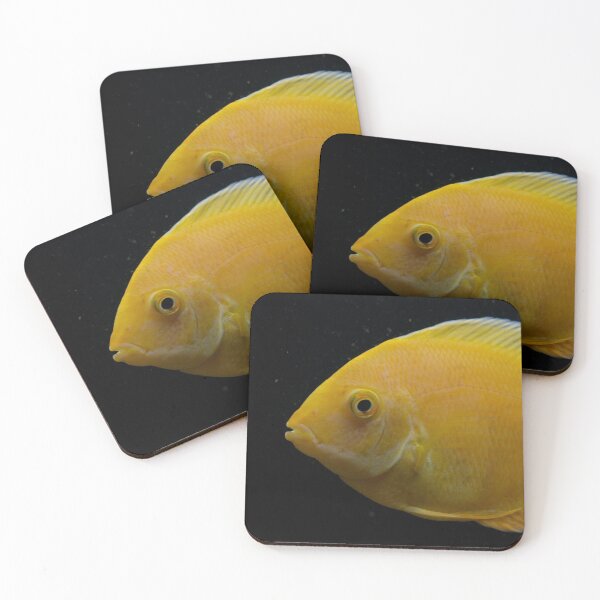 Artikelvorschau, Golden Severum Cichlid fish entworfen und verkauft von RumRagephotos.