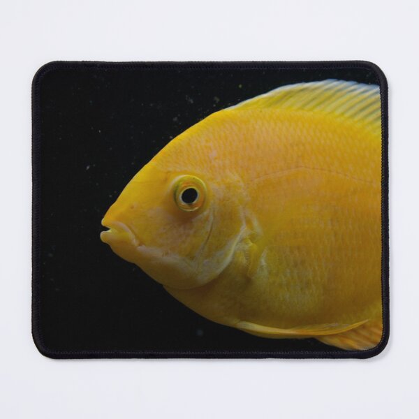 Artikelvorschau, Golden Severum Cichlid fish entworfen und verkauft von RumRagephotos.