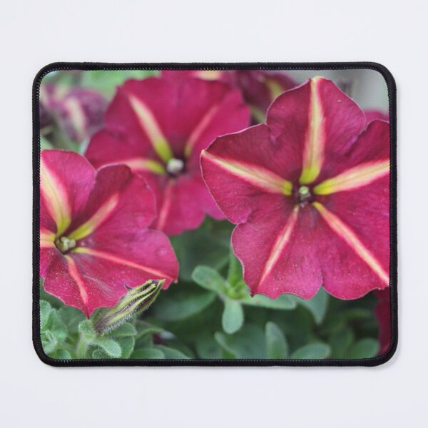 Item preview, Pink and Yellow Striped Petunia Flowers designed and sold by JariHawk.