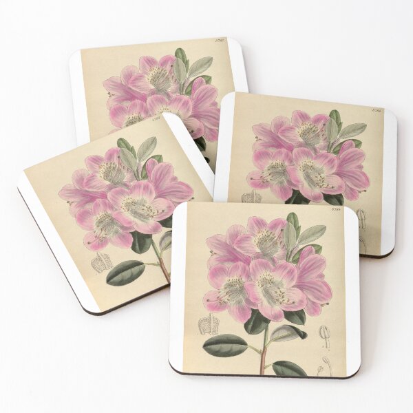 Item preview, Vintage Rhododendron oreotrephes (1801) Print from Curtis’s botanical magazine designed and sold by Douglas E. Welch Design and Photography.