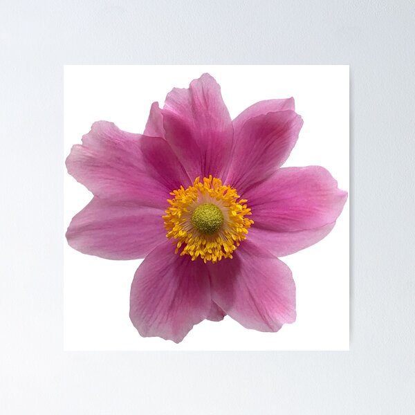 Item preview, Copy of Pink Anemone Flower Still Life Floral Photography designed and sold by CottoVerdi.