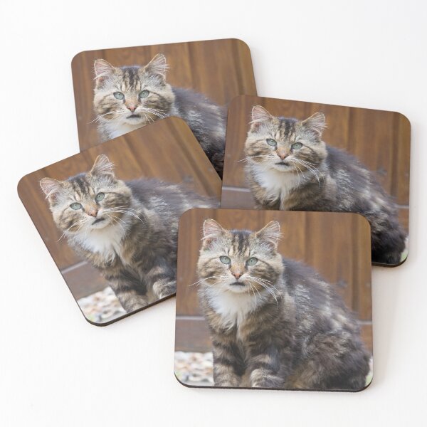 Item preview, Grumpy and fluffy cat sits in a garden designed and sold by RumRagephotos.