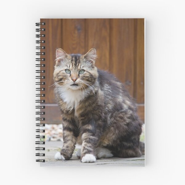 Artikelvorschau, Grumpy and fluffy cat sits in a garden entworfen und verkauft von RumRagephotos.