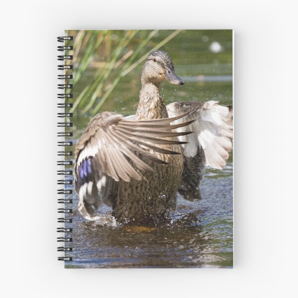 Item preview, Female Mallard duck splashes in a pond designed and sold by RumRagephotos.