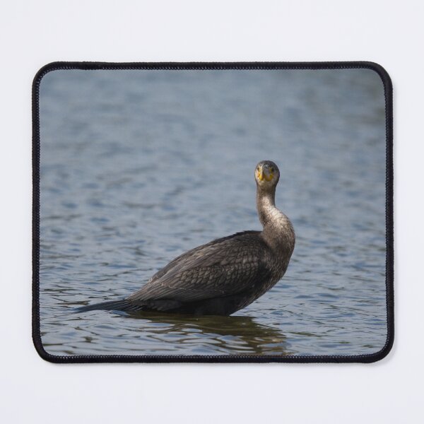 Item preview, British Cormorant in a pond designed and sold by RumRagephotos.