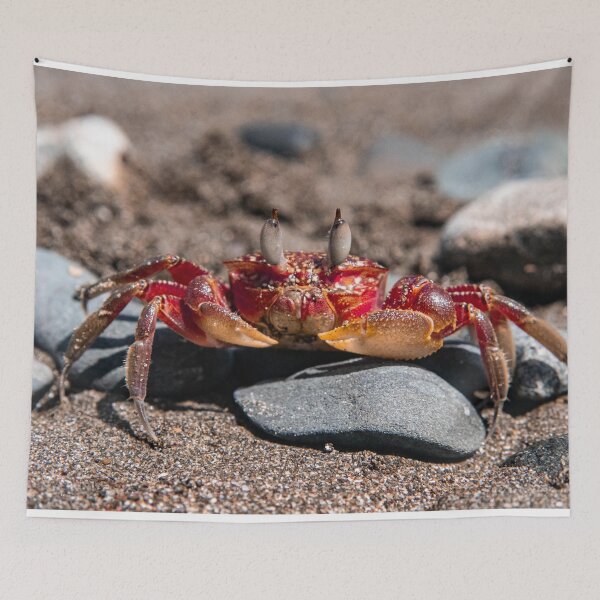 Item preview, Beach Crab designed and sold by phillipmorris.