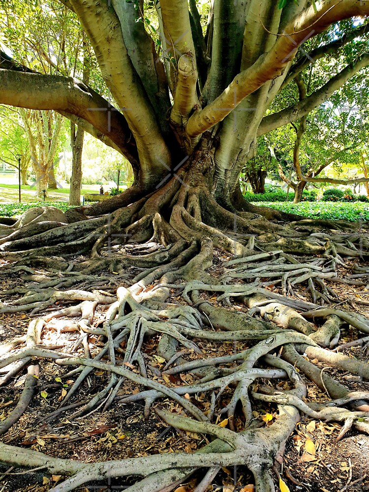 "Amazing Trees & Roots" Sticker for Sale by Redbubble