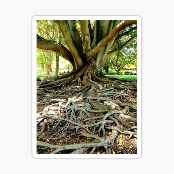 "Amazing Trees & Roots" Sticker for Sale by Redbubble