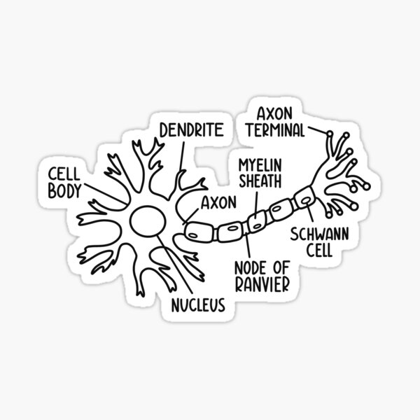 Item preview, Hand Drawn Neuron Diagram In Black designed and sold by SofiaSava01.
